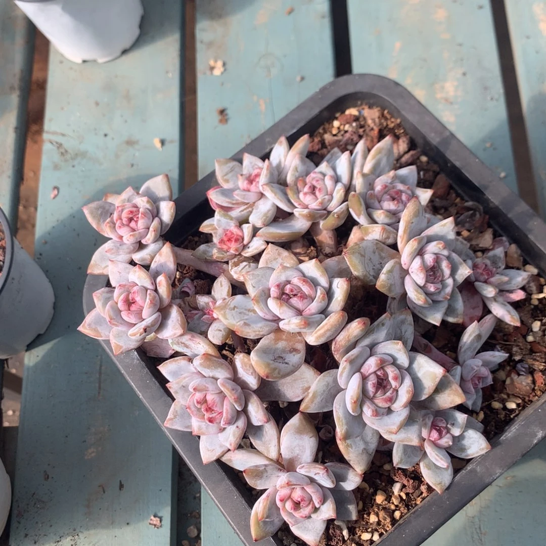 哈哈我哈哈哈哈28