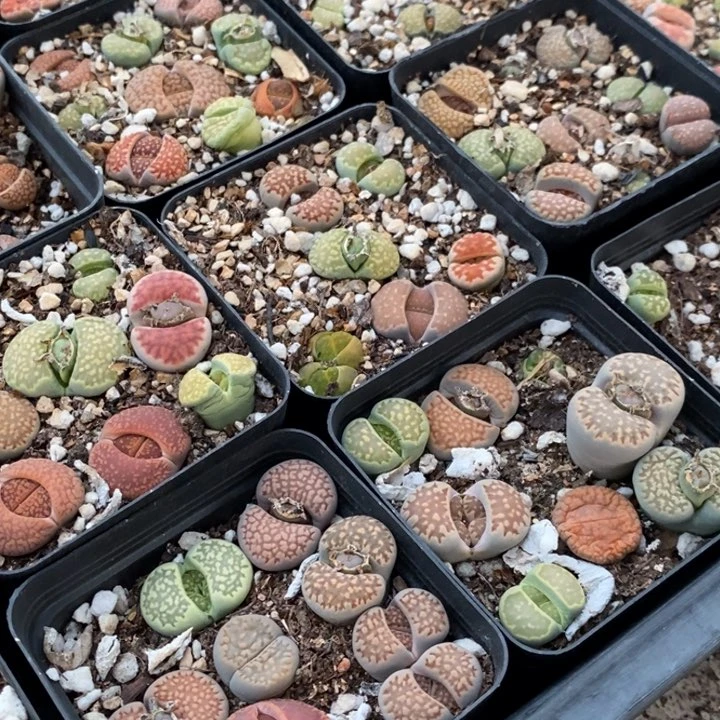 单头生石花一颗 1厘米