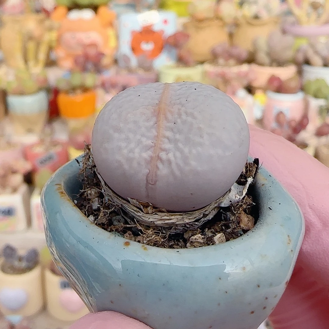 圆滚滚高尔夫 盆口3cm