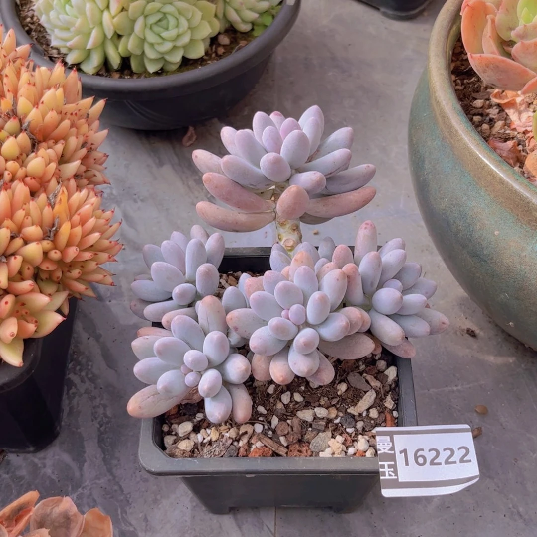 汤圆多肉植物16222