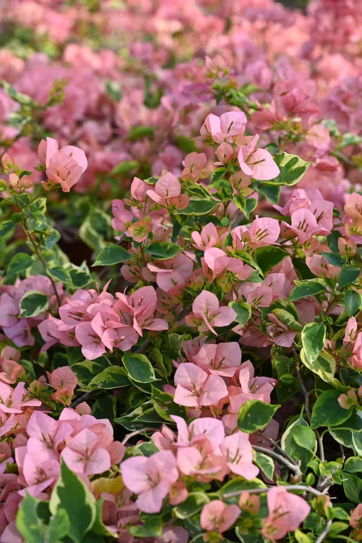 【金边台湾姑娘】【包售后一个月】【包对版】三角梅四季开花爬藤飘枝