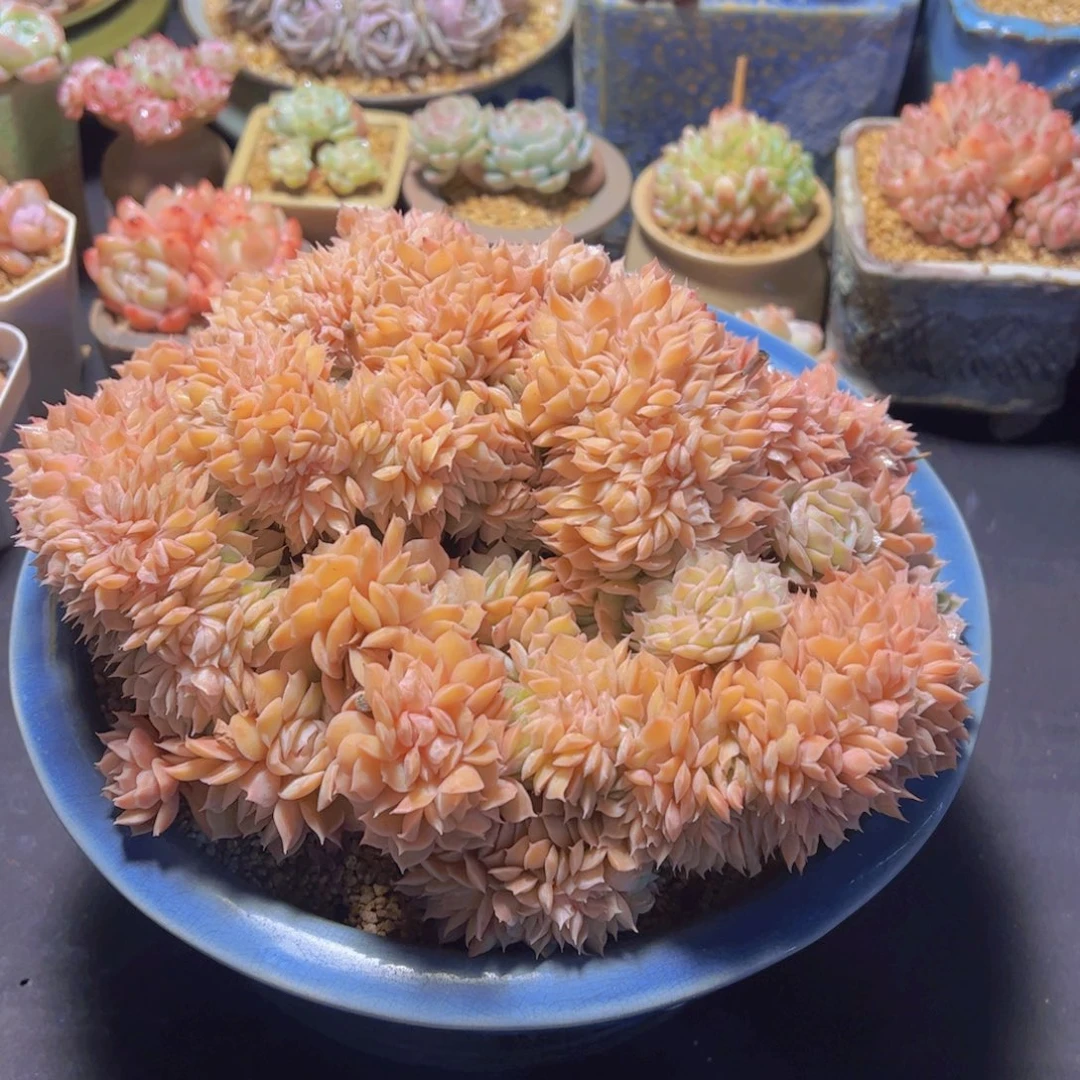 心**飞粉昂斯诺，多肉植物