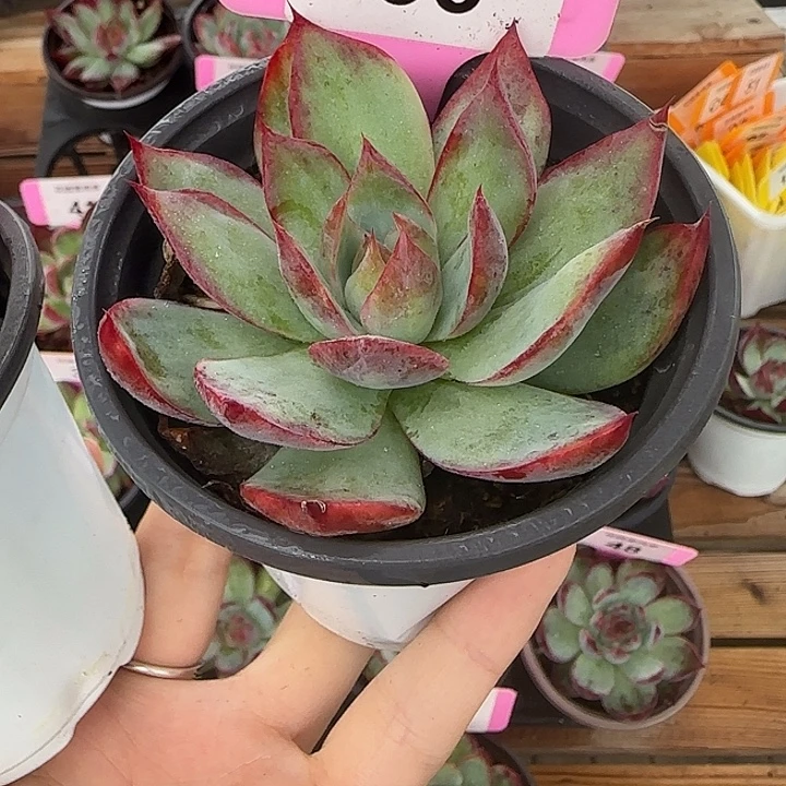 36 惊鸿仙子多肉植物