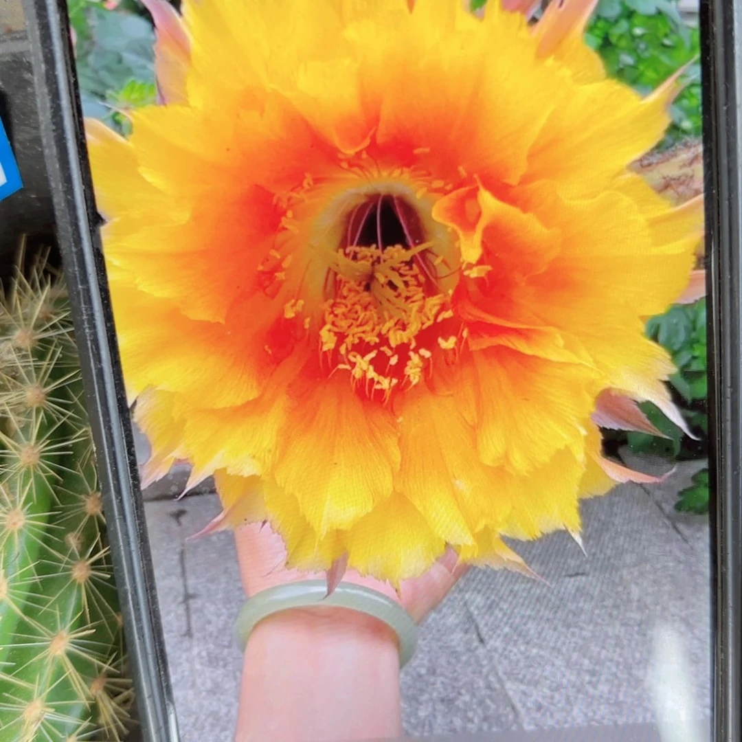 风舞彩侧牙20包邮仙人球