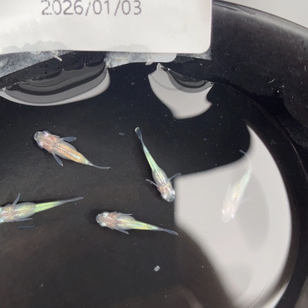 青鳉鱼249短蛋白石五尾