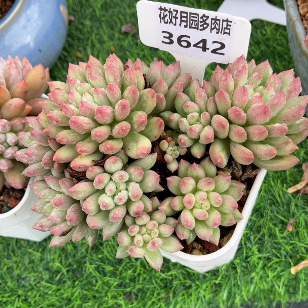 多肉植物3642…………@