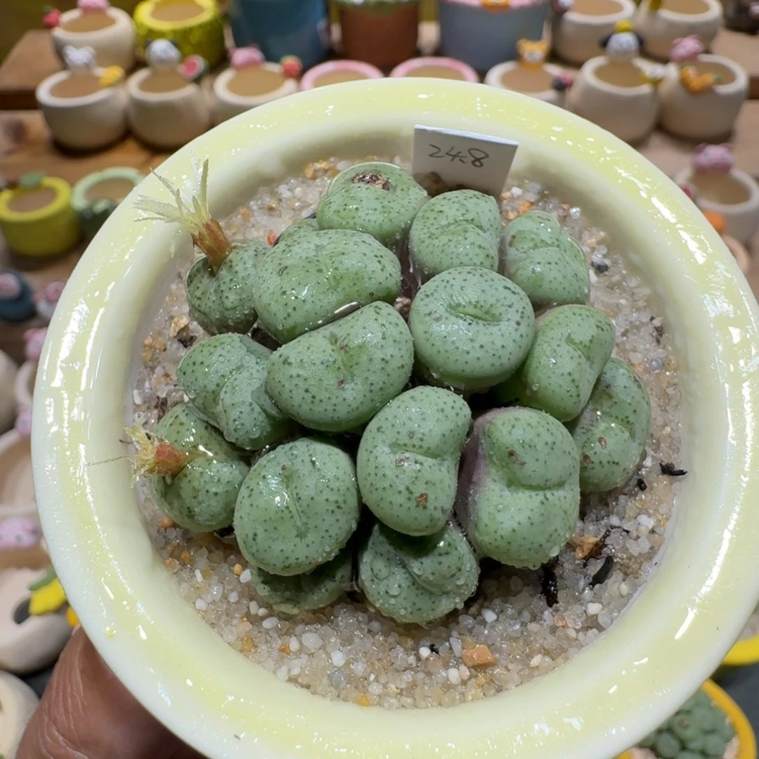 蘑菇1242肉锥群多肉植物