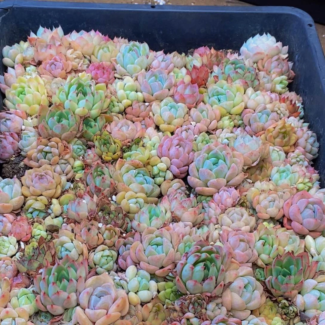 461多肉植物保护研究所两