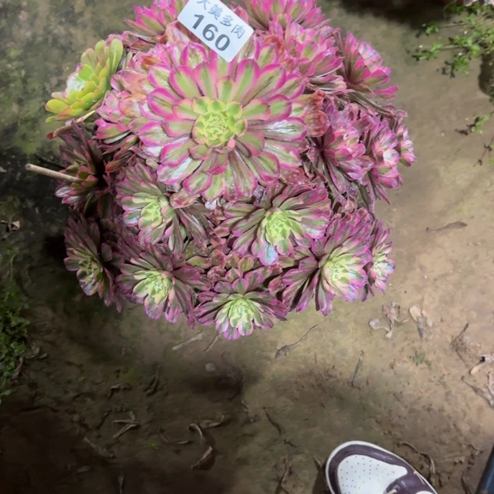 依*粉玲珑宝塔160肉肉