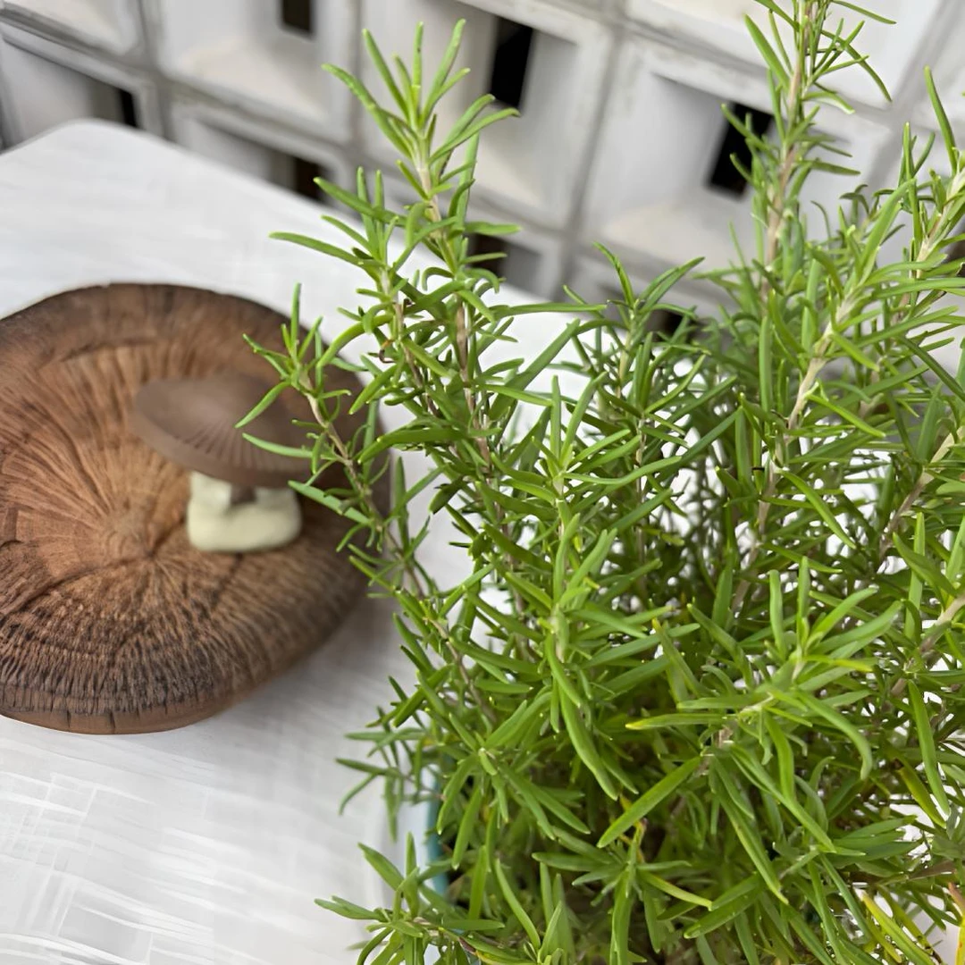 迷迭香盆栽香味驱蚊