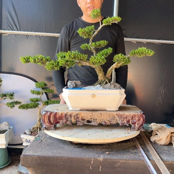 完全开放黄杨盆景