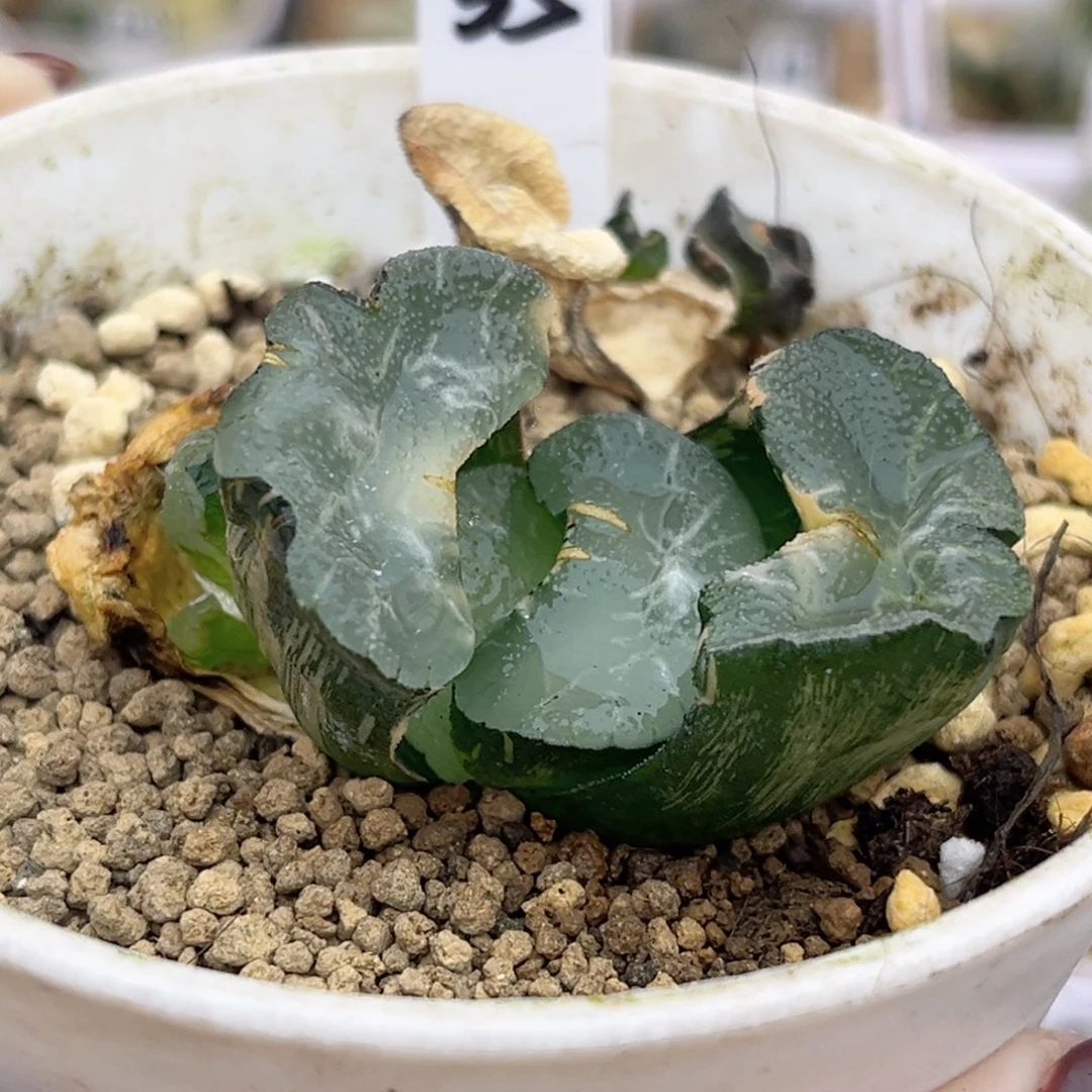 35大绳玉扇锦福利专场