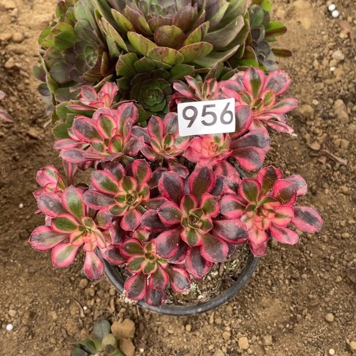 无花朵956多肉植物组合无售后