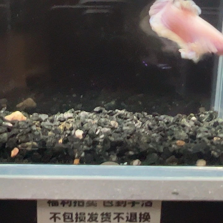 斗鱼竞拍跑单拉黑26日152