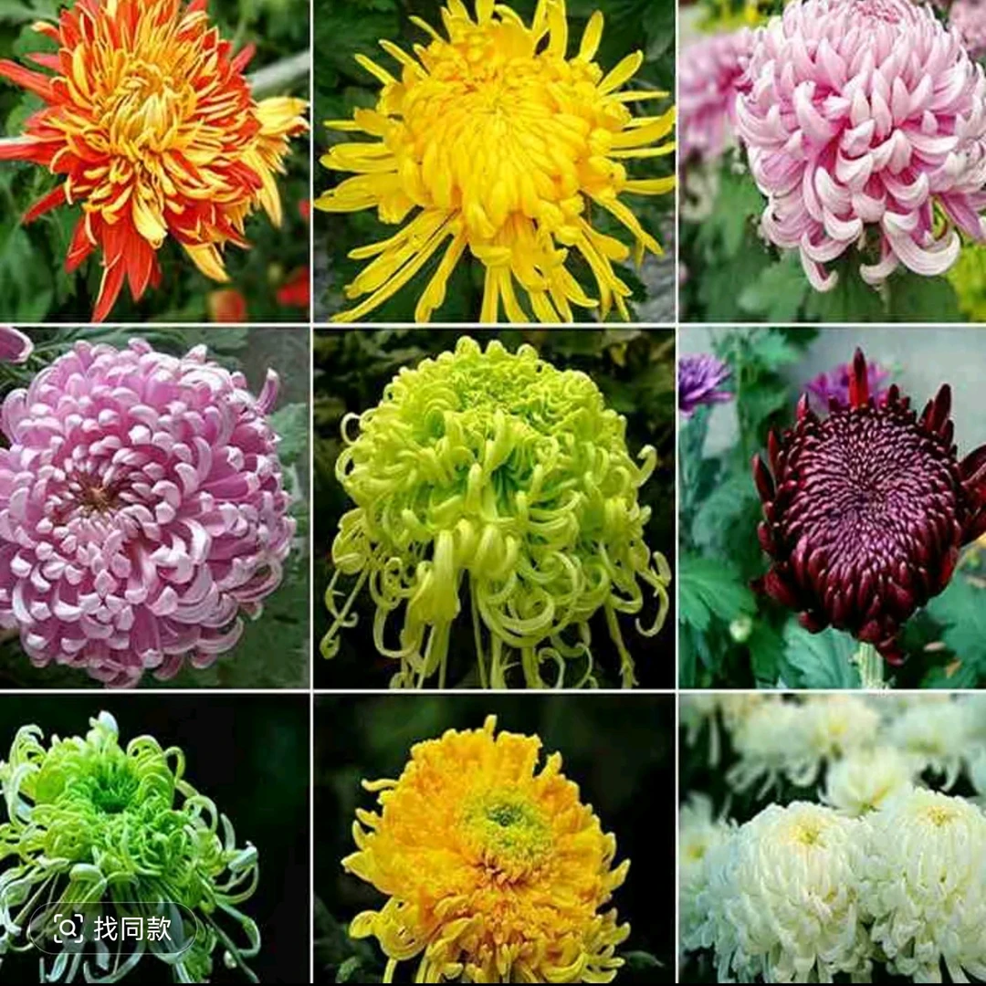 九月大菊【混色10颗不同品种】小苗带土发货不打标签