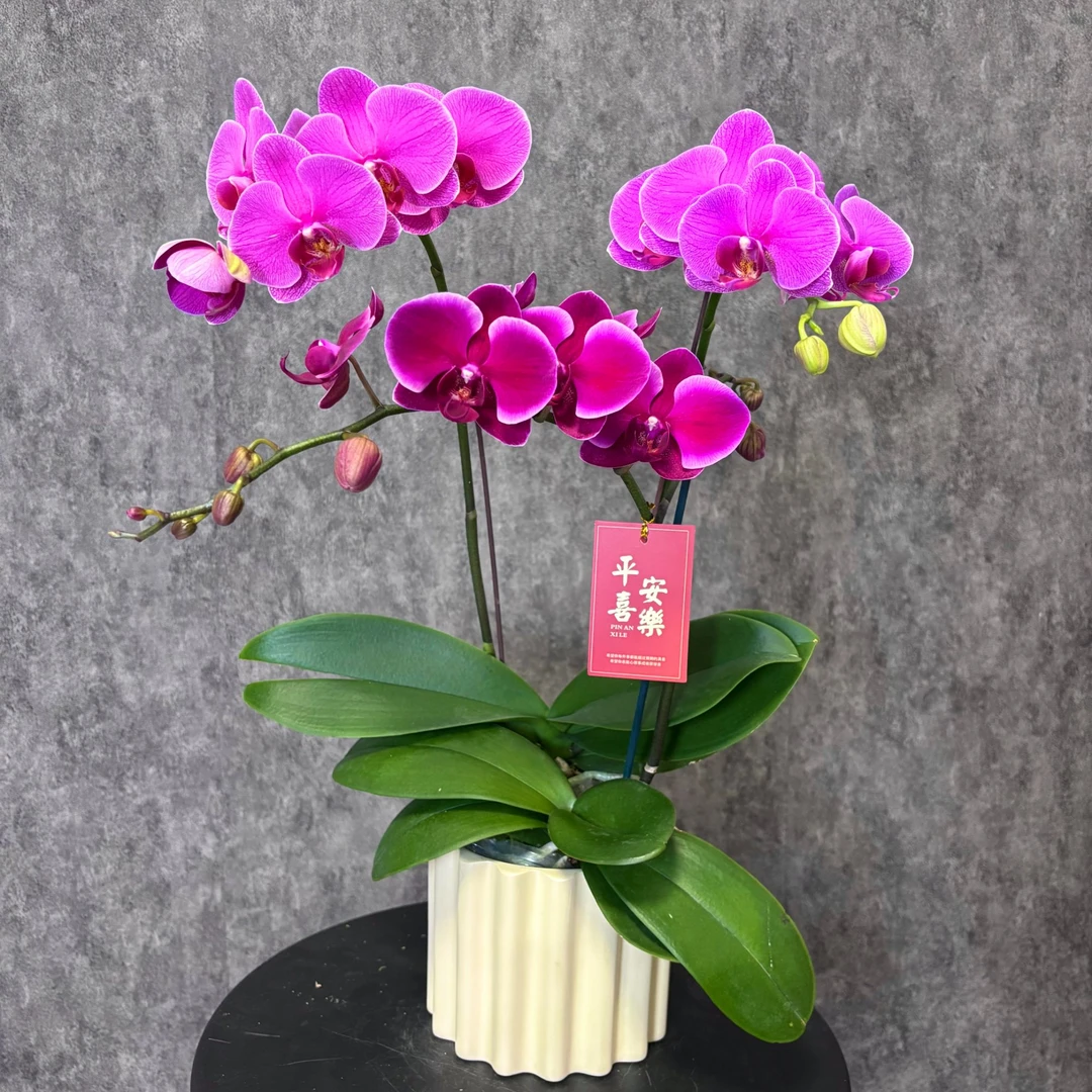 【双色组合-蝴蝶兰】 鲜花绿植  好养花期长 送礼装饰 室内观赏花