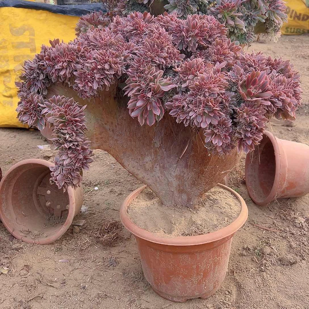 女神缀化脱土发货