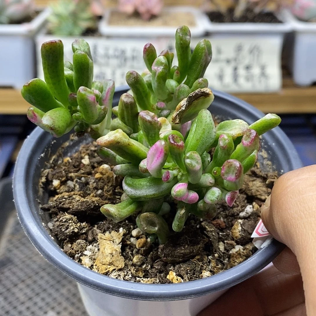 15210 吸财树锦自然群