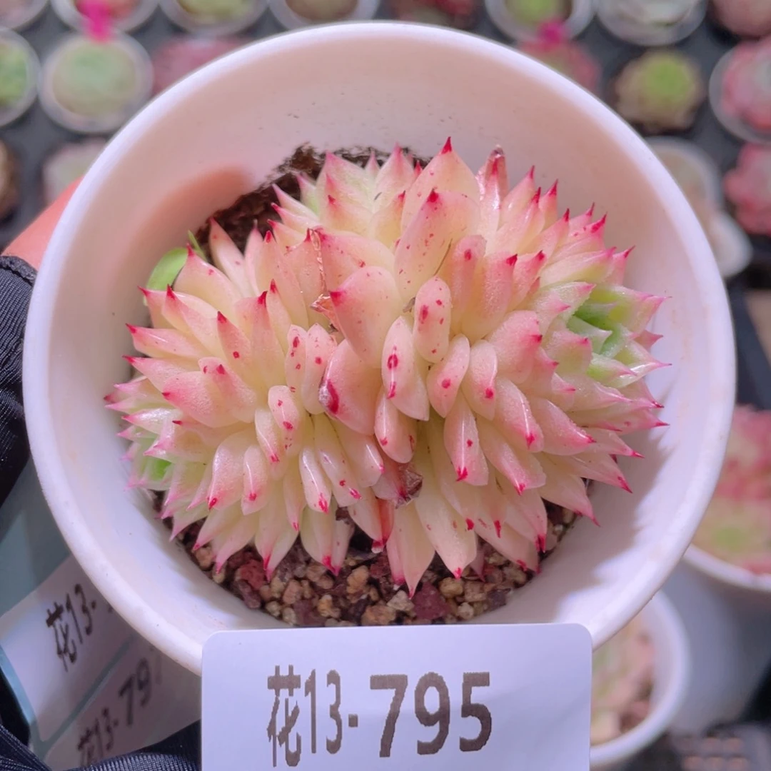 花利美13-795麦秆