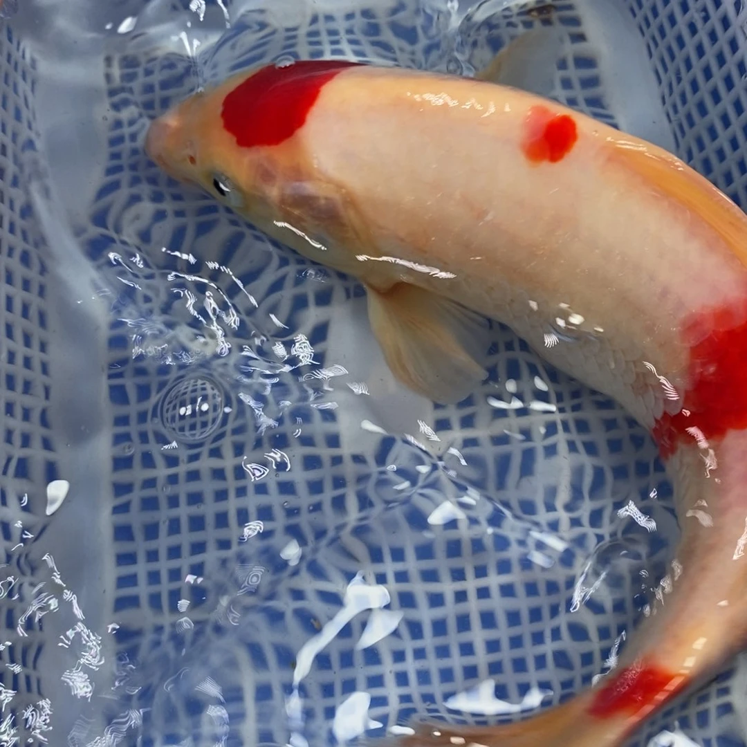 锦鲤冷水锦鲤包邮