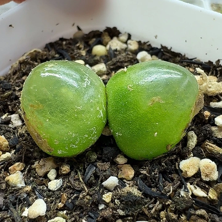 老马生石花双头灯泡2807