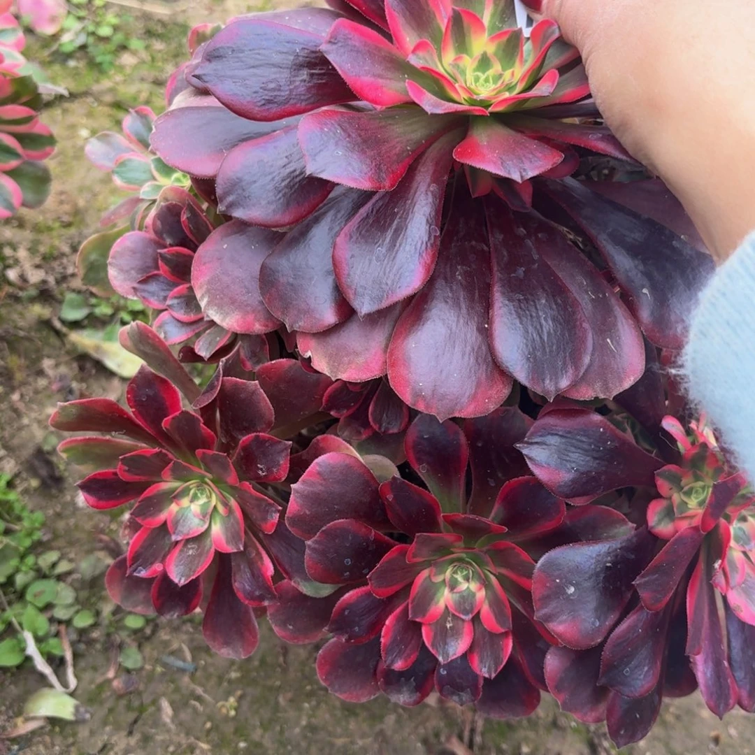 263多肉植物捧花的