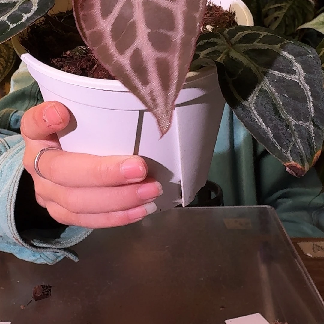 不开花植物A100小钻石米歇尔杂安吉拉