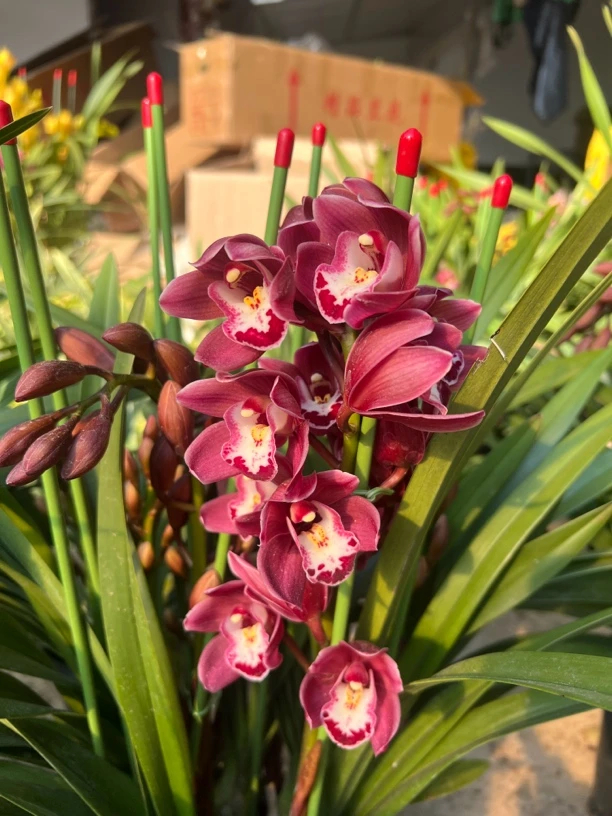 红酒 大花惠兰 云南基地直发