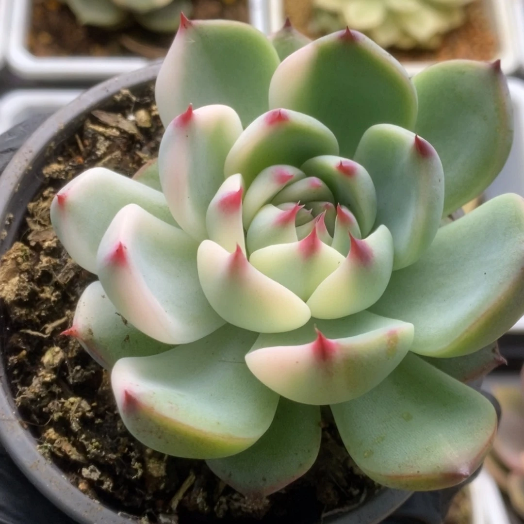 710锦锦锦锦锦锦锦锦锦