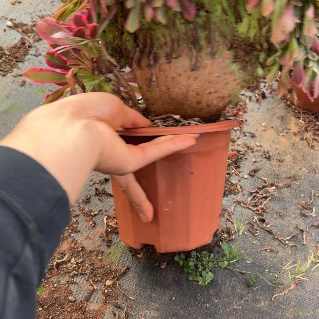 与***舞478号女神缀化多肉植物