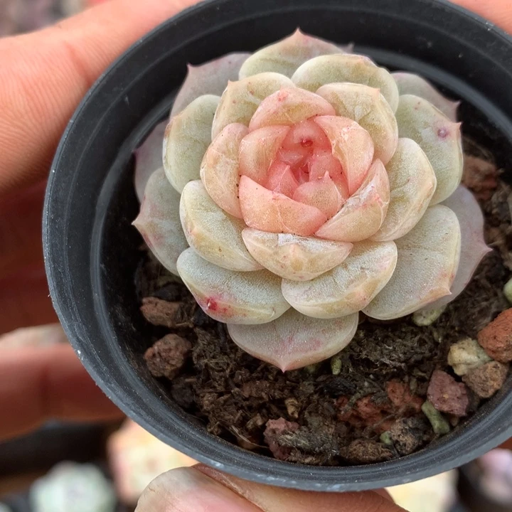 甜心多肉一物一趴