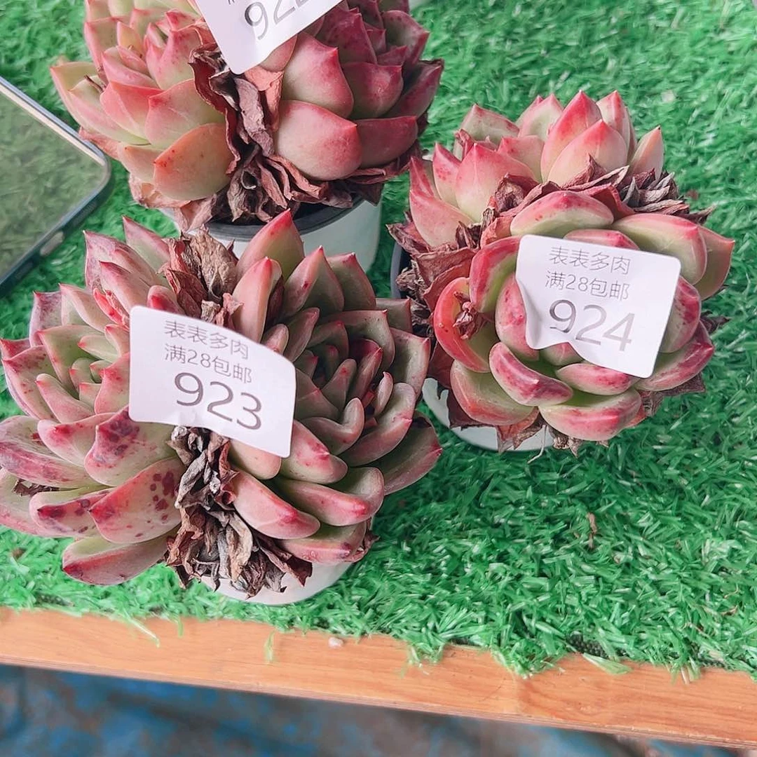 1***翁多肉一物＿拍植物922.923.924