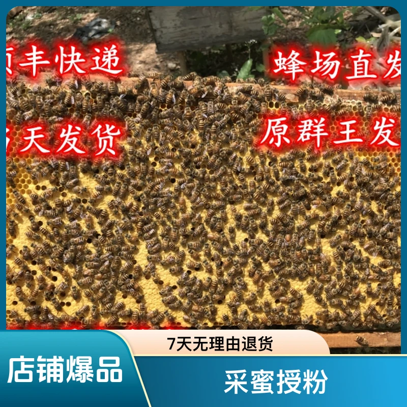 优质中蜂带原群新开产王  笼蜂 不带脾发货（新店开业多赠送一两）