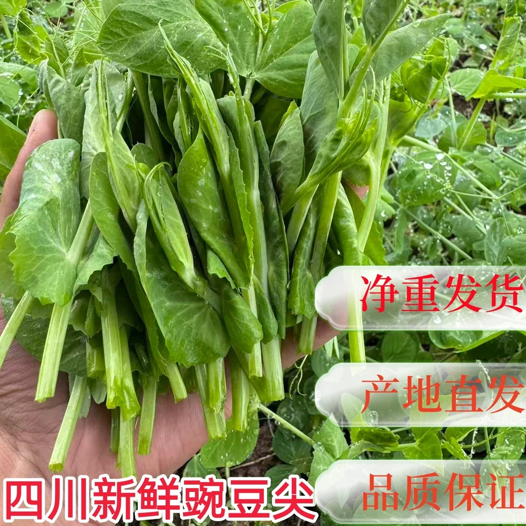 四川豌豆尖豌豆颠豌豆苗新鲜采摘豌豆尖烫火锅新鲜豌豆尖正宗