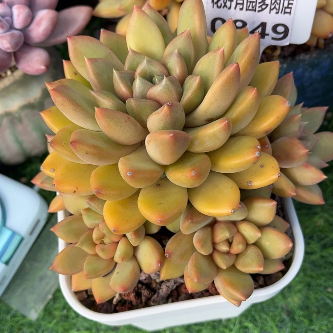 多肉植物0849 满30包邮