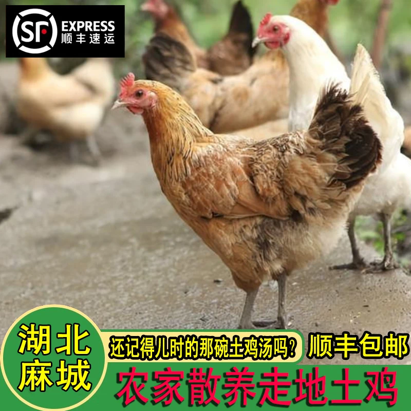 深山散养正宗新鲜 包冰率不含冰