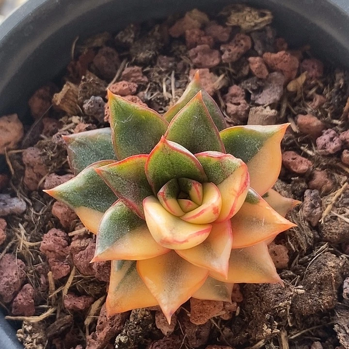 麒麟座锦多肉植物