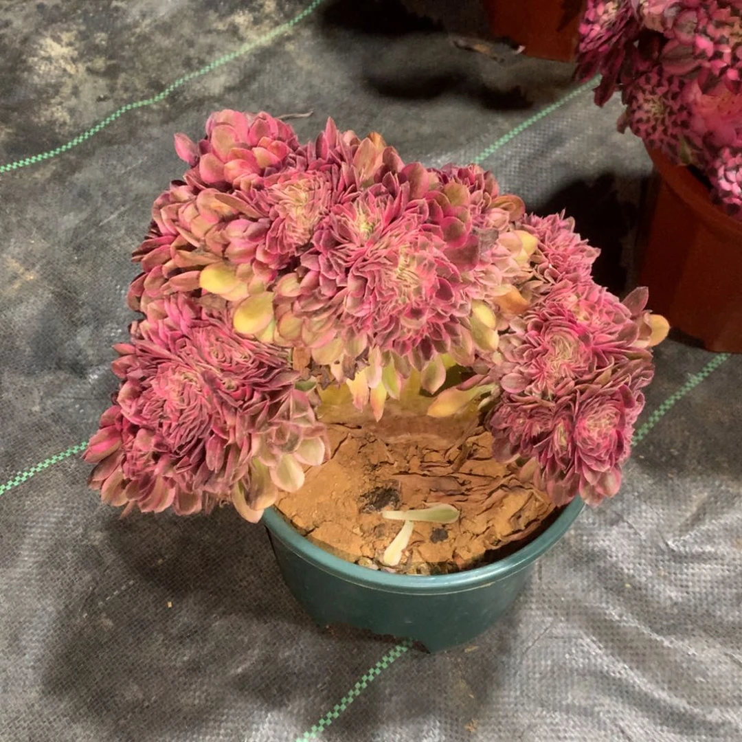 用****62042–发货发货发货发货发货