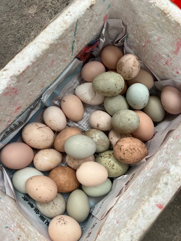 湖南道州本地大集土鸡蛋