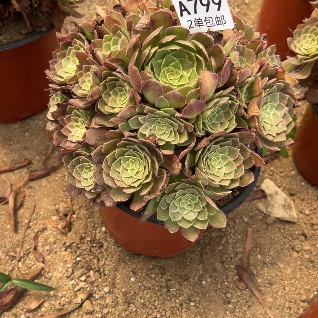 799多肉   莲花座