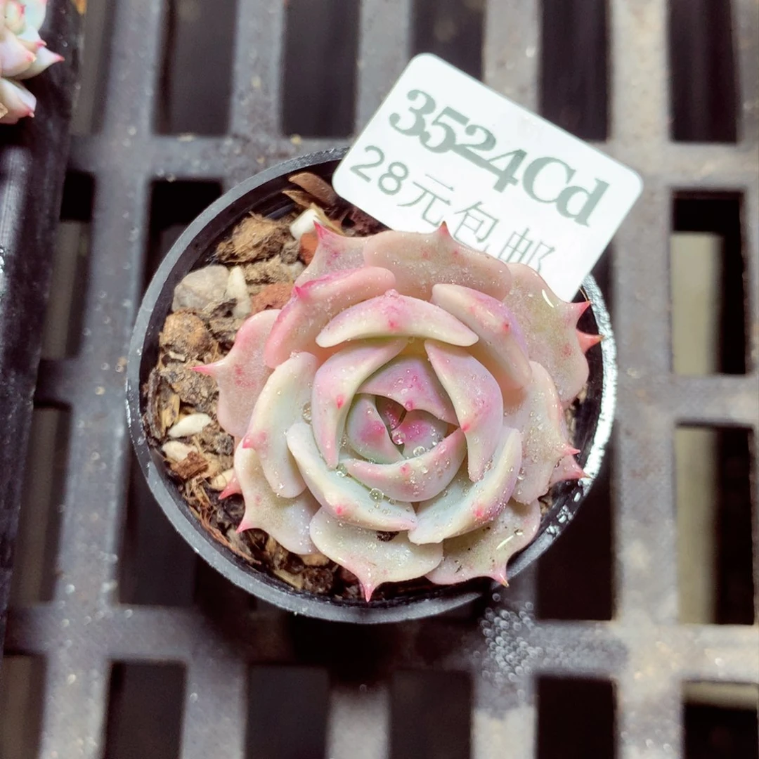 5厘米盆精控多肉3524