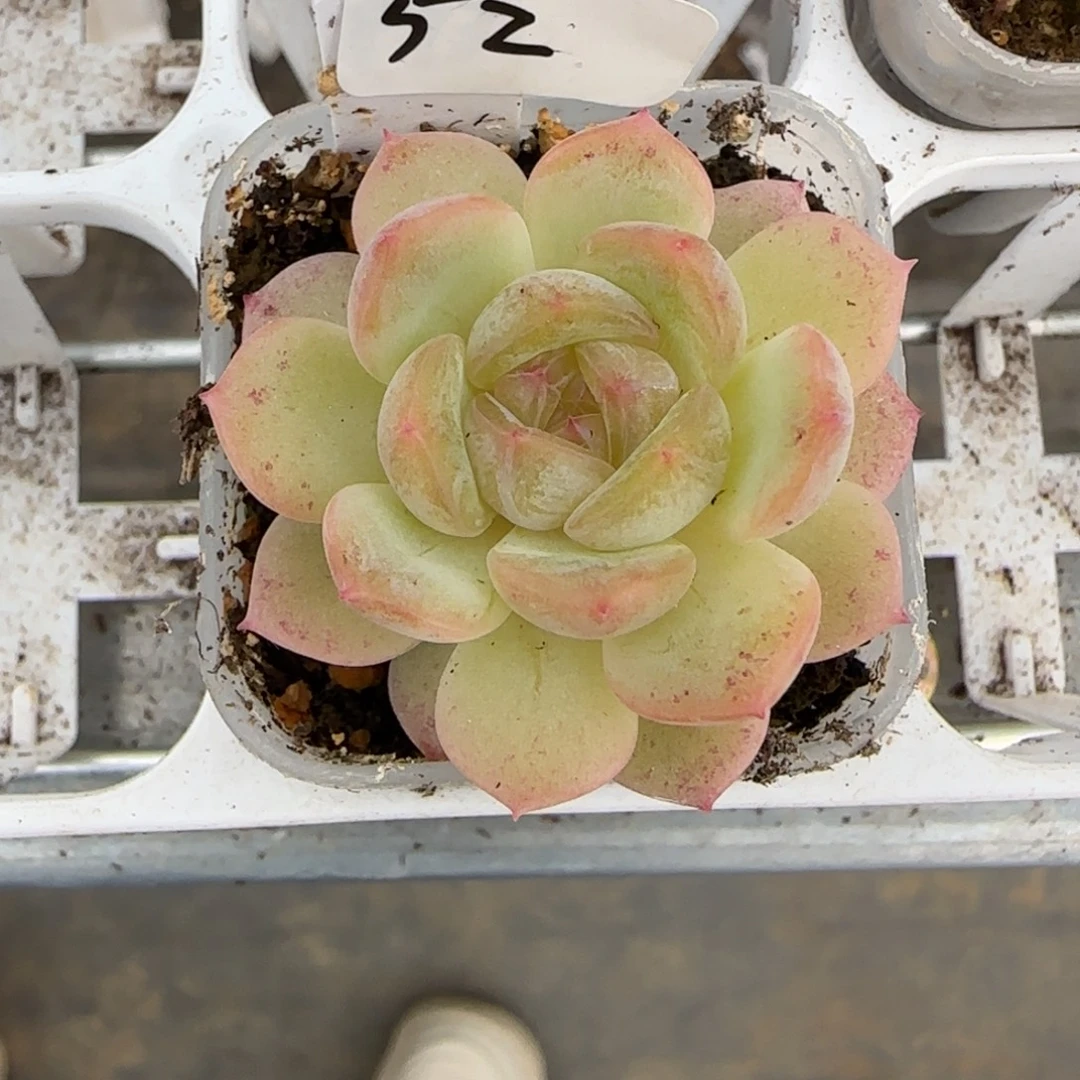 52福利甜心73单头