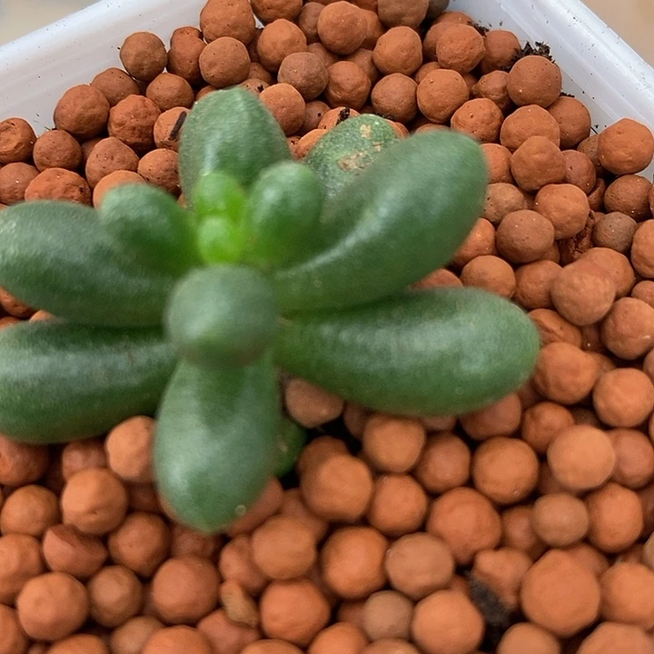 快***乐绿龟之卵锦多肉植物