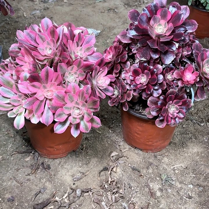 英*多肉植物美度莎和女巫