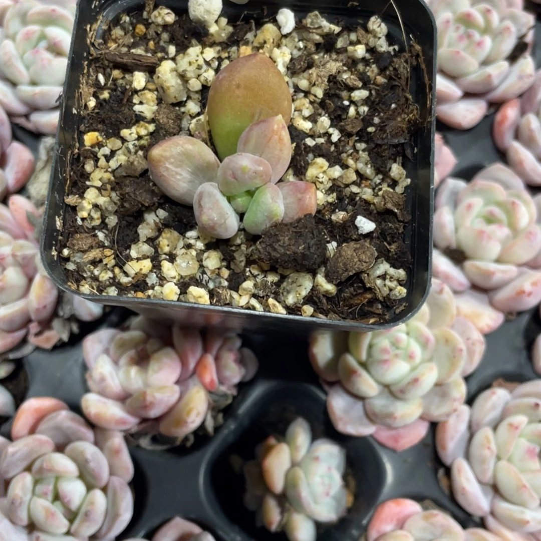 乌里韦亚多肉植物