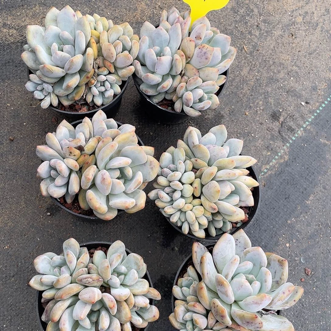 六盆石榴子星影群生878