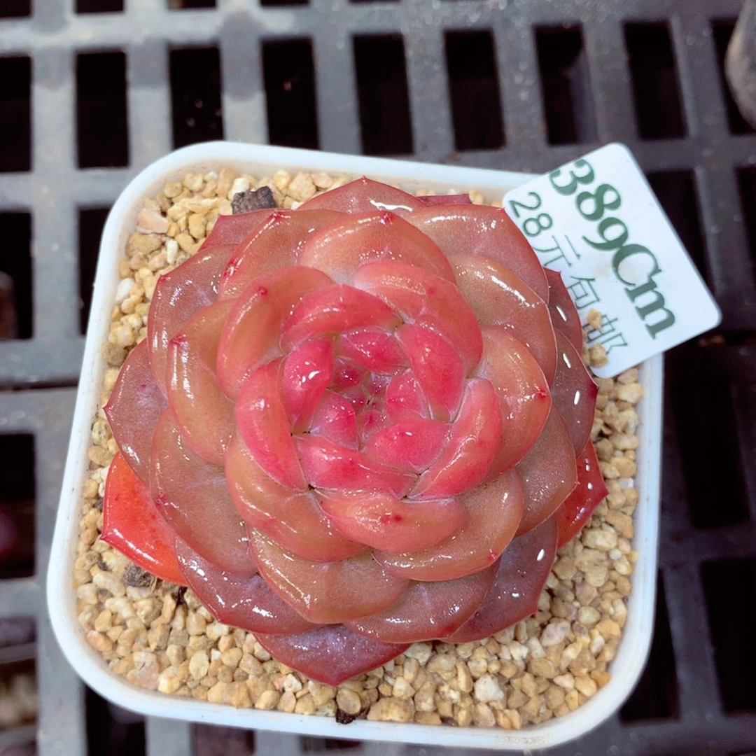 5厘米盆精控多肉389