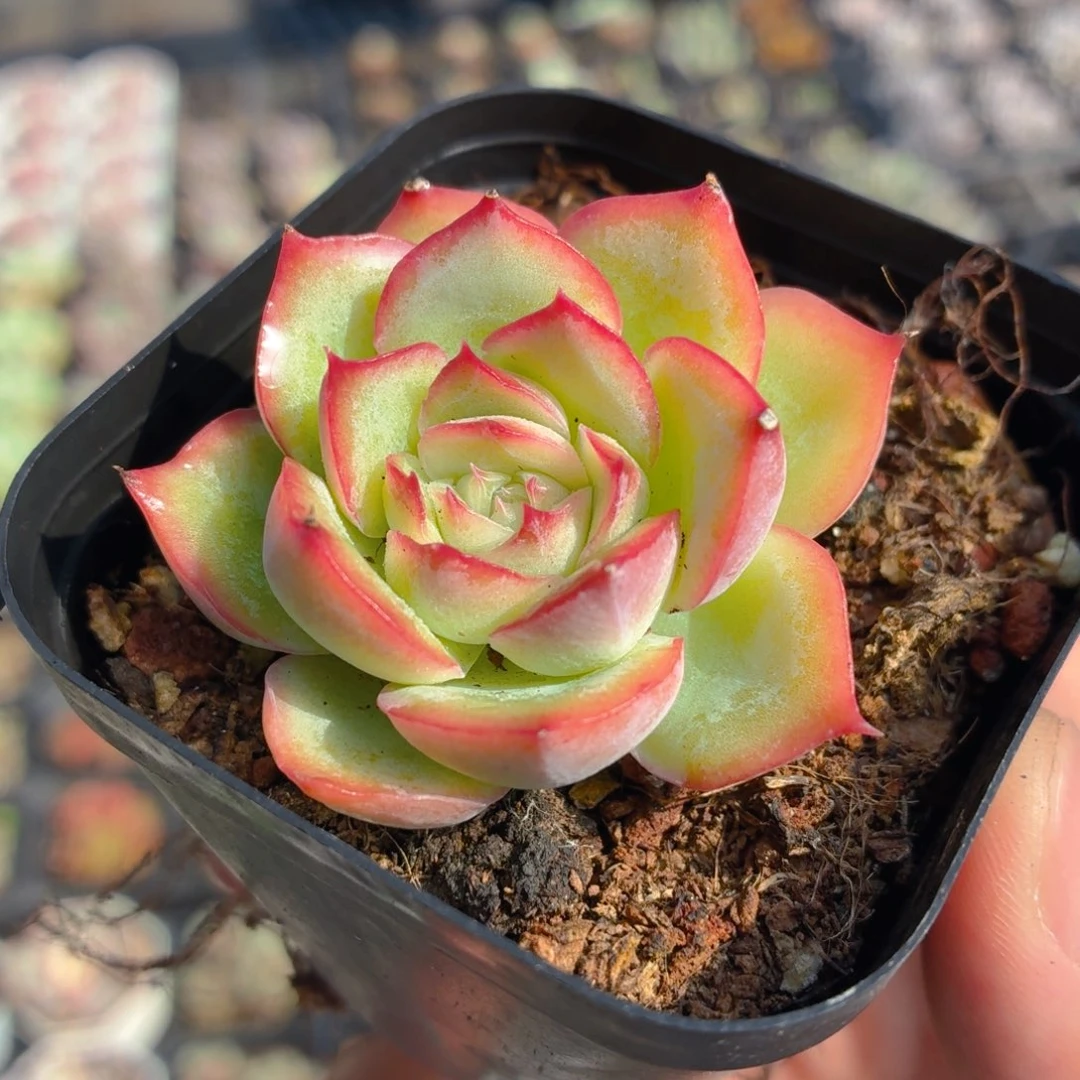 侧影多肉9.9包邮发货