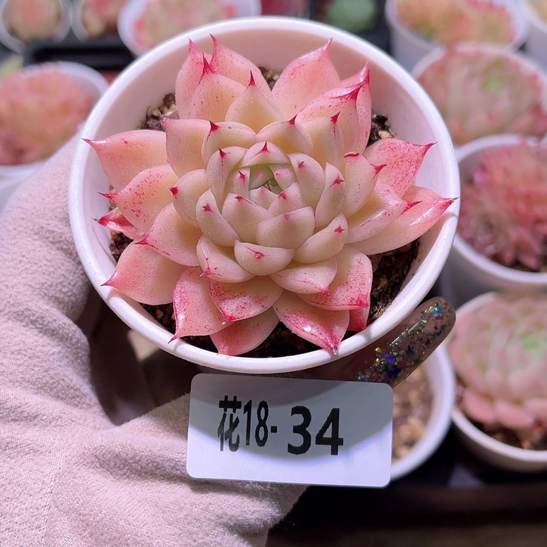 花利美18-34麦秆单头