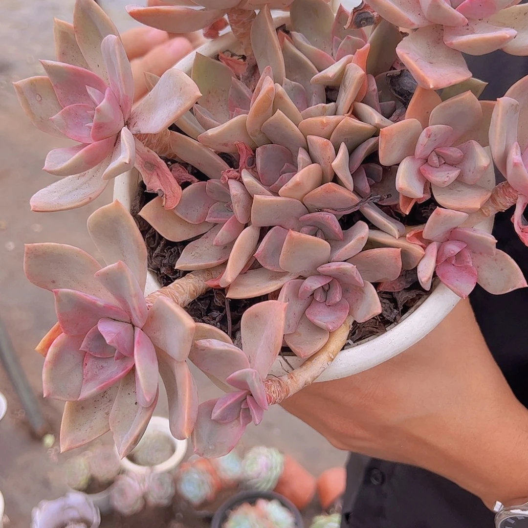 中国初恋 多肉植物 两颗